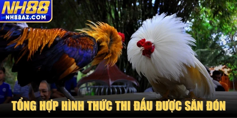 Tổng hợp hình thức thi đấu được săn đón nhiều nhất
