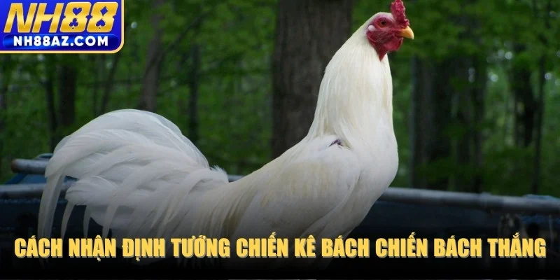 Cách nhận định tướng chiến kê bách chiến bách thắng từ chuyên gia