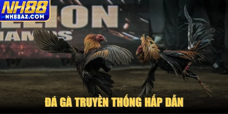 Đá gà truyền thống hấp dẫn với những màn tranh tài bền bỉ