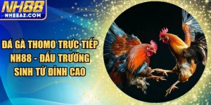 Đá gà thomo trực tiếp