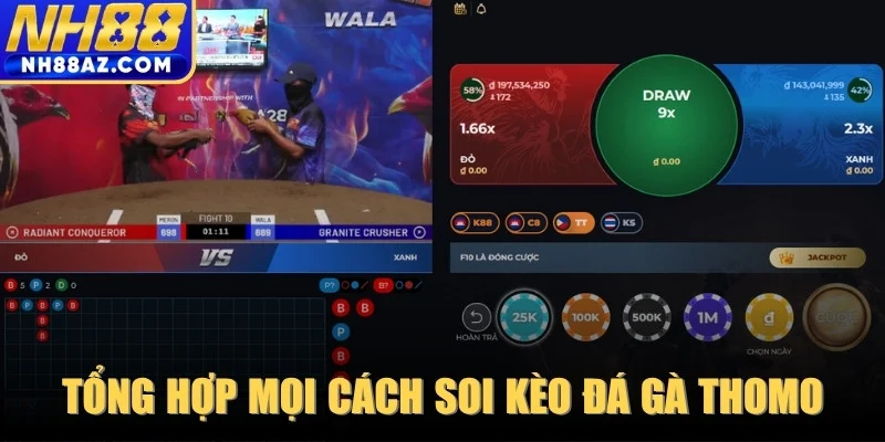 Tổng hợp mọi cách soi kèo đá gà thomo từ các bậc thầy lão luyện