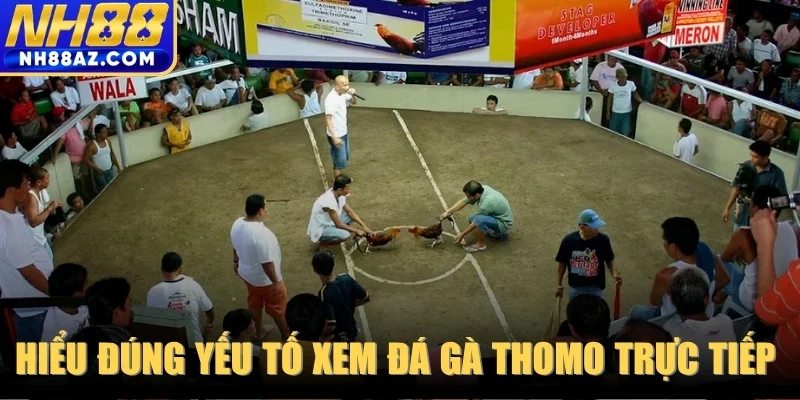 Hiểu đúng yếu tố xem đá gà thomo trực tiếp luôn giữ vững sức hút lớn