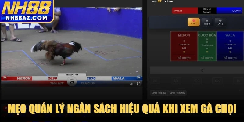 Các mẹo hữu hiệu quản lý ngân sách hiệu quả khi xem gà chọi