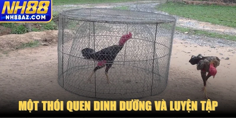 Một thói quen dinh dưỡng và luyện tập chuyên sâu cho gà