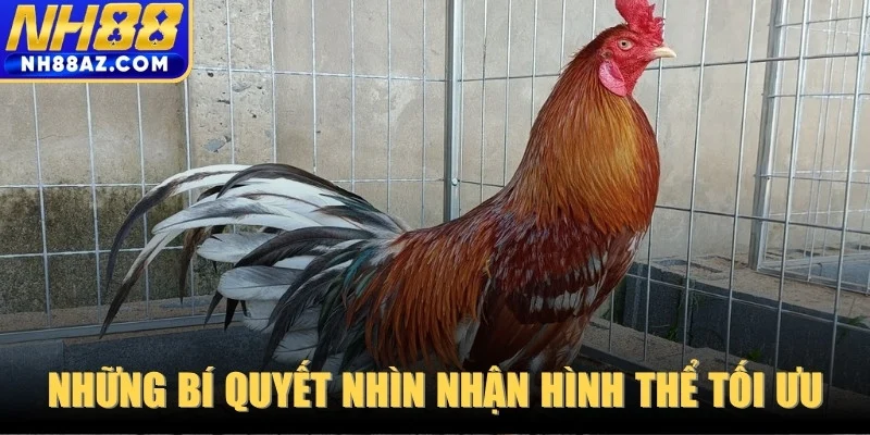 Những bí quyết nhìn nhận hình thể tối ưu cho cược thủ